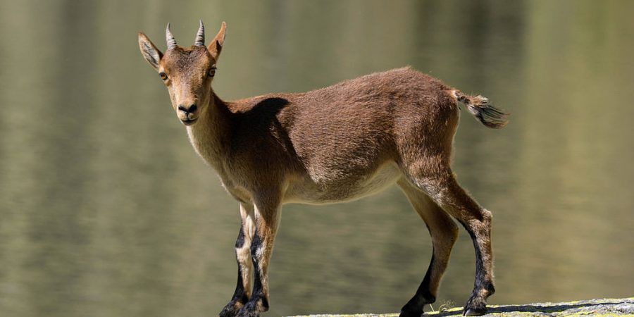 Portugal é o 2.º país da Europa com mais espécies de mamíferos e plantas em perigo