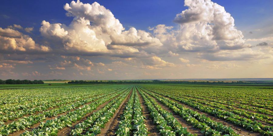 Estudo internacional indica caminhos para atenuar os efeitos das alterações climáticas na agricultura