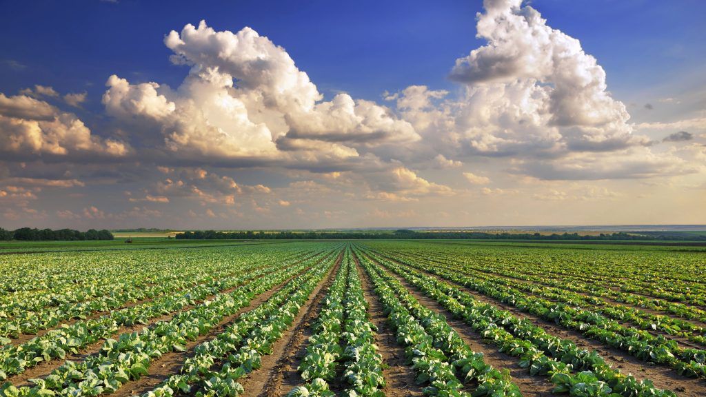 Estudo internacional indica caminhos para atenuar os efeitos das alterações climáticas na agricultura