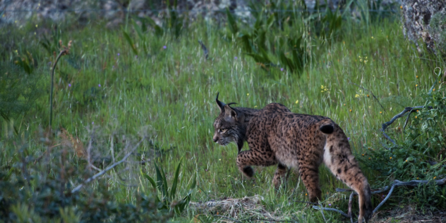 “Europe’s New Wild”. Grande Vale do Côa e Rewilding Portugal fazem parte de nova série da National Geographic