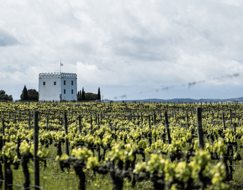 Esporão lança primeira colheita de vinho branco reserva com certificação biológica