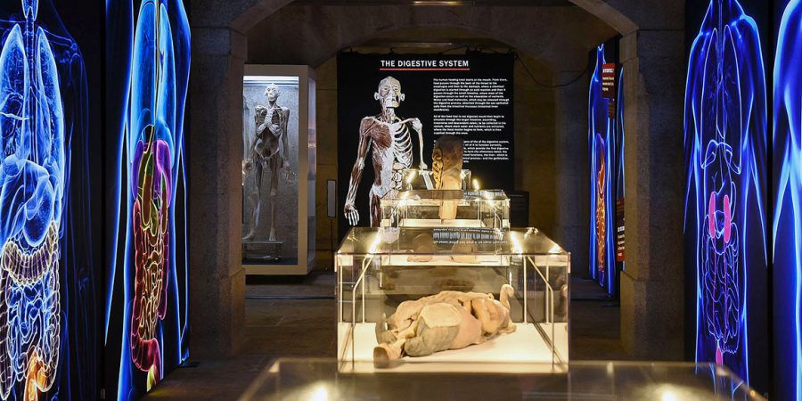 Porto recebe exposição sobre anatomia do corpo humano