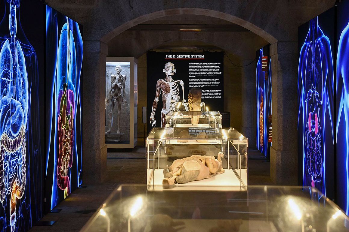 Porto recebe exposição sobre anatomia do corpo humano