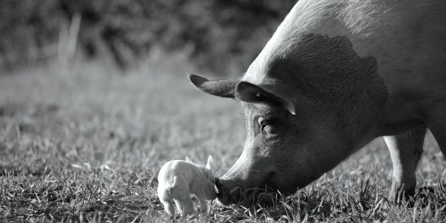 “Gunda”. Novo documentário de Joaquin Phoenix é sobre a sensibilidade e consciência dos porcos e estreia na Netflix