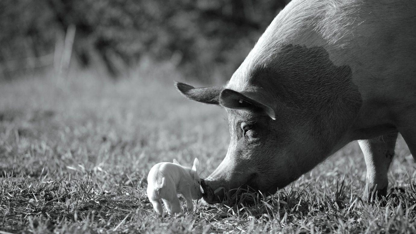 “Gunda”. Novo documentário de Joaquin Phoenix é sobre a sensibilidade e consciência dos porcos e estreia na Netflix