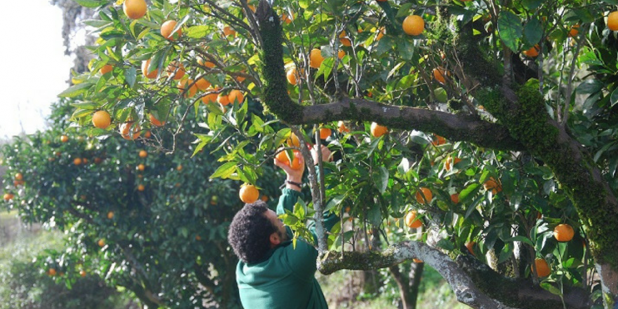 A revolta dos apanhadores de laranjas