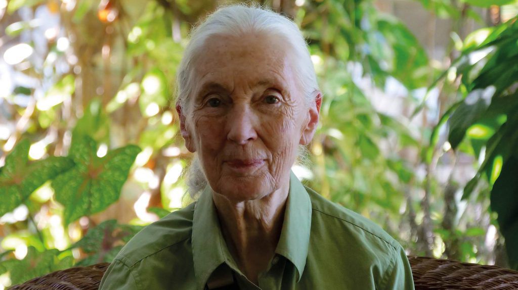 RTP2 estreia documentário sobre a vida e os projectos ambientais e sociais de Jane Goodall