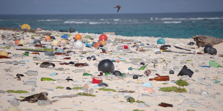 Sea Life Porto: a iniciativa que te vai por a correr à beira-mar e apanhar lixo