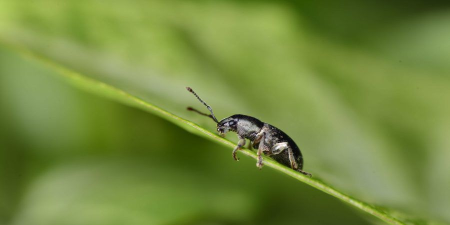 Cientistas propõem roteiro global com medidas para mitigar declínio da abundância de insectos