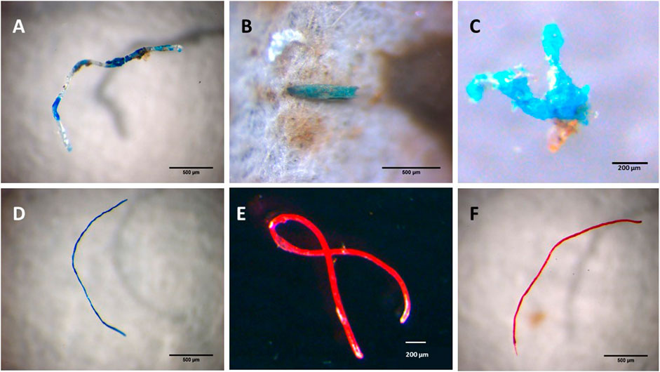 Estudo. Investigação detecta microplásticos em espécies marinhas recolhidas e consumidas em Portugal
