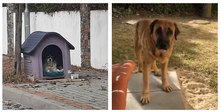 Comunidades como cuidadoras formais de cães de rua