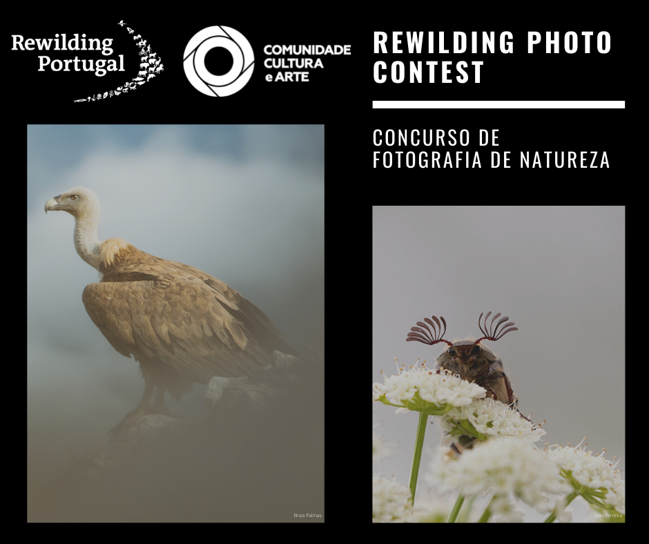 A Rewiding Portugal e a Comunidade Cultura e Arte lançam concurso de fotografia de natureza