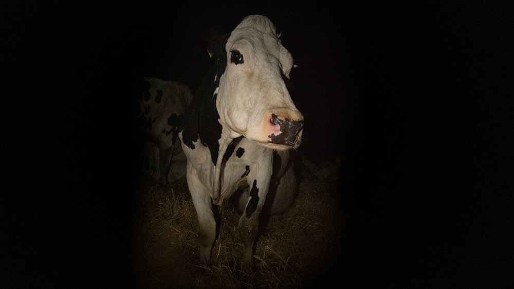 “Vaca”. Documentário que relata a realidade de uma vaca leiteira estreia esta semana