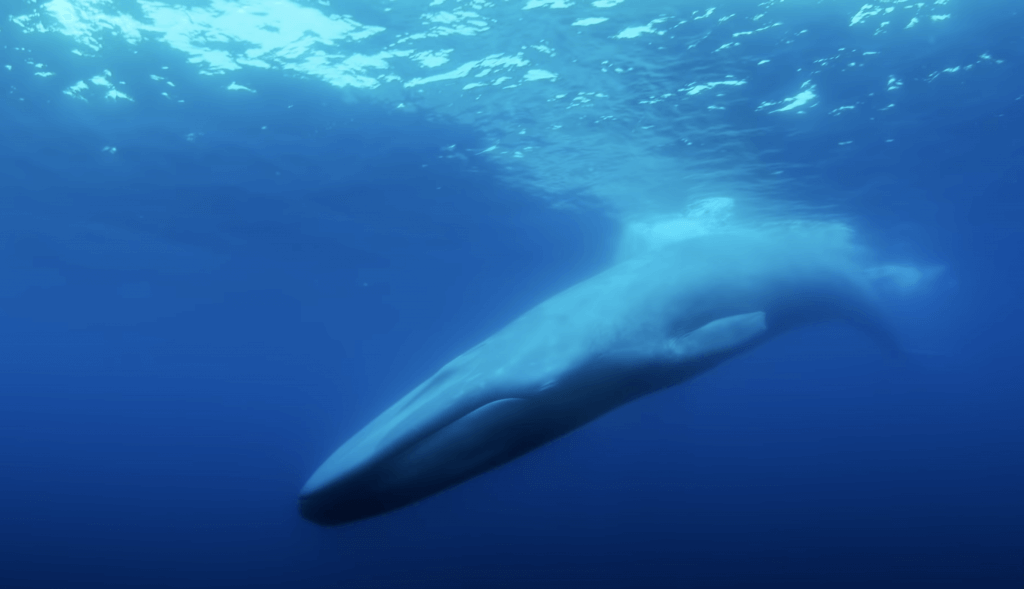 Nações Unidas promovem sessão Cine ONU em Lisboa com estreia do filme “The Loneliest Whale: The Search for 52”