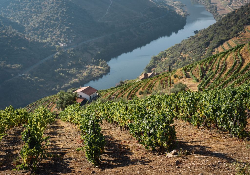 Douro é “Cidade Europeia do Vinho” em 2023 e tem dezenas de iniciativas programadas