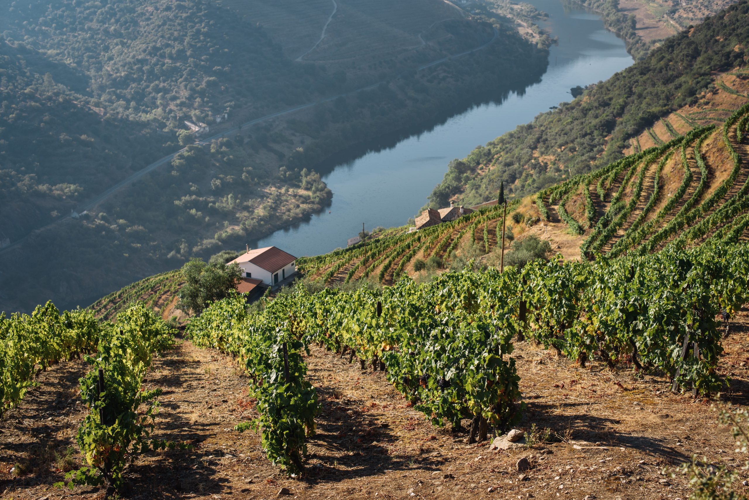 Douro é “Cidade Europeia do Vinho” em 2023 e tem dezenas de iniciativas programadas