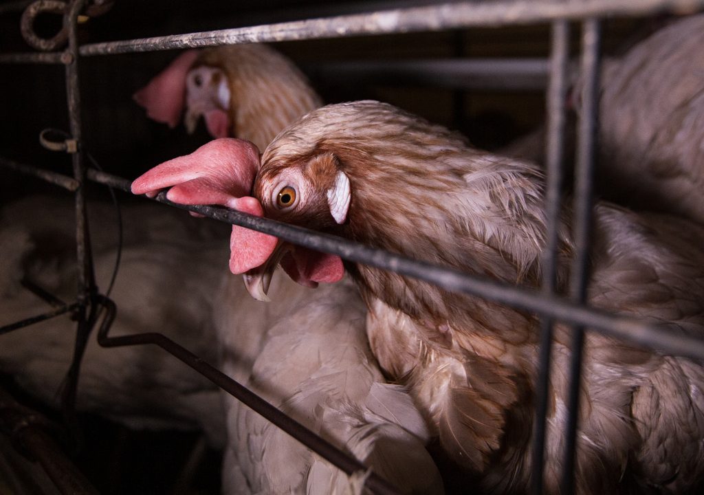 A avicultura e a miragem distante de um bem-estar animal
