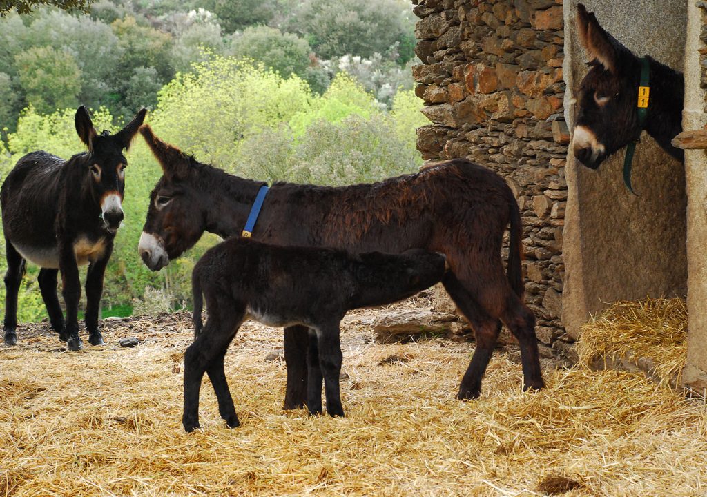 Mais de 3.000 burros de Miranda apadrinhados em 18 anos