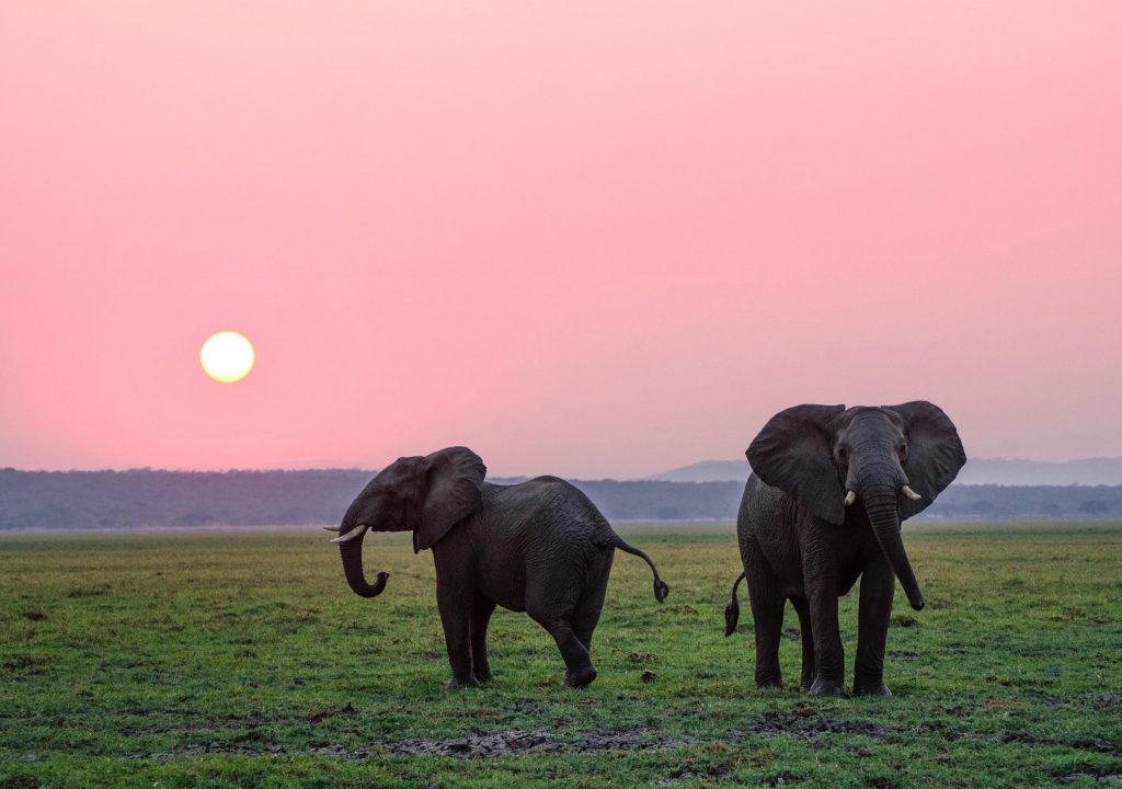 Pelo menos 100 elefantes morreram por falta de água no Zimbabué