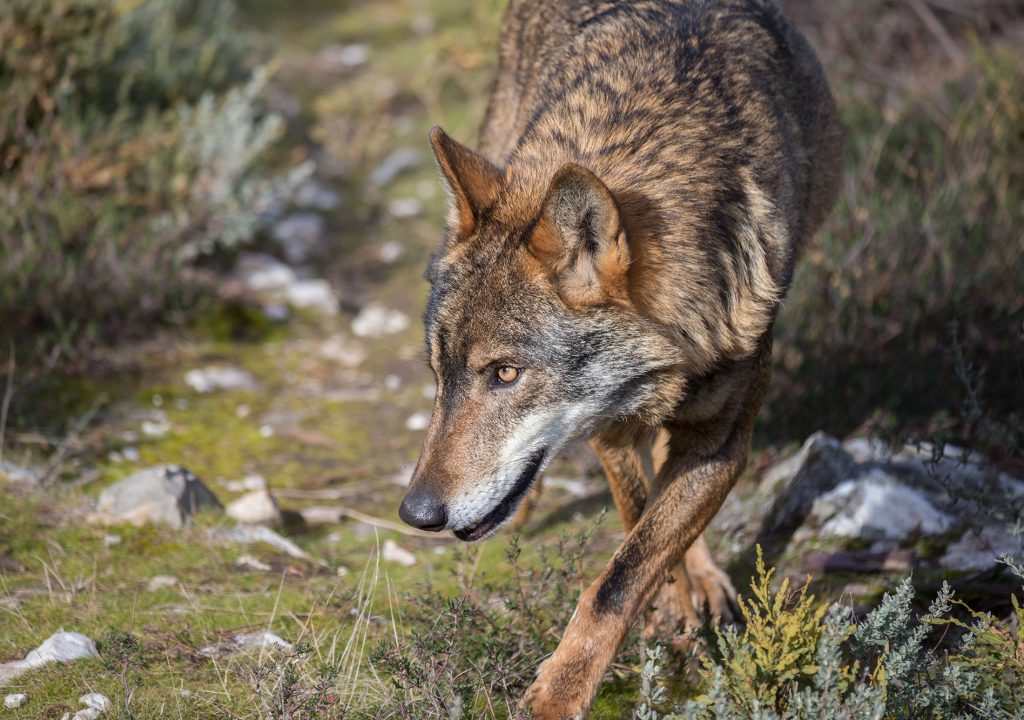 Novo projeto entre Portugal e Espanha vai criar condições para recuperar o lobo e lince ibéricos