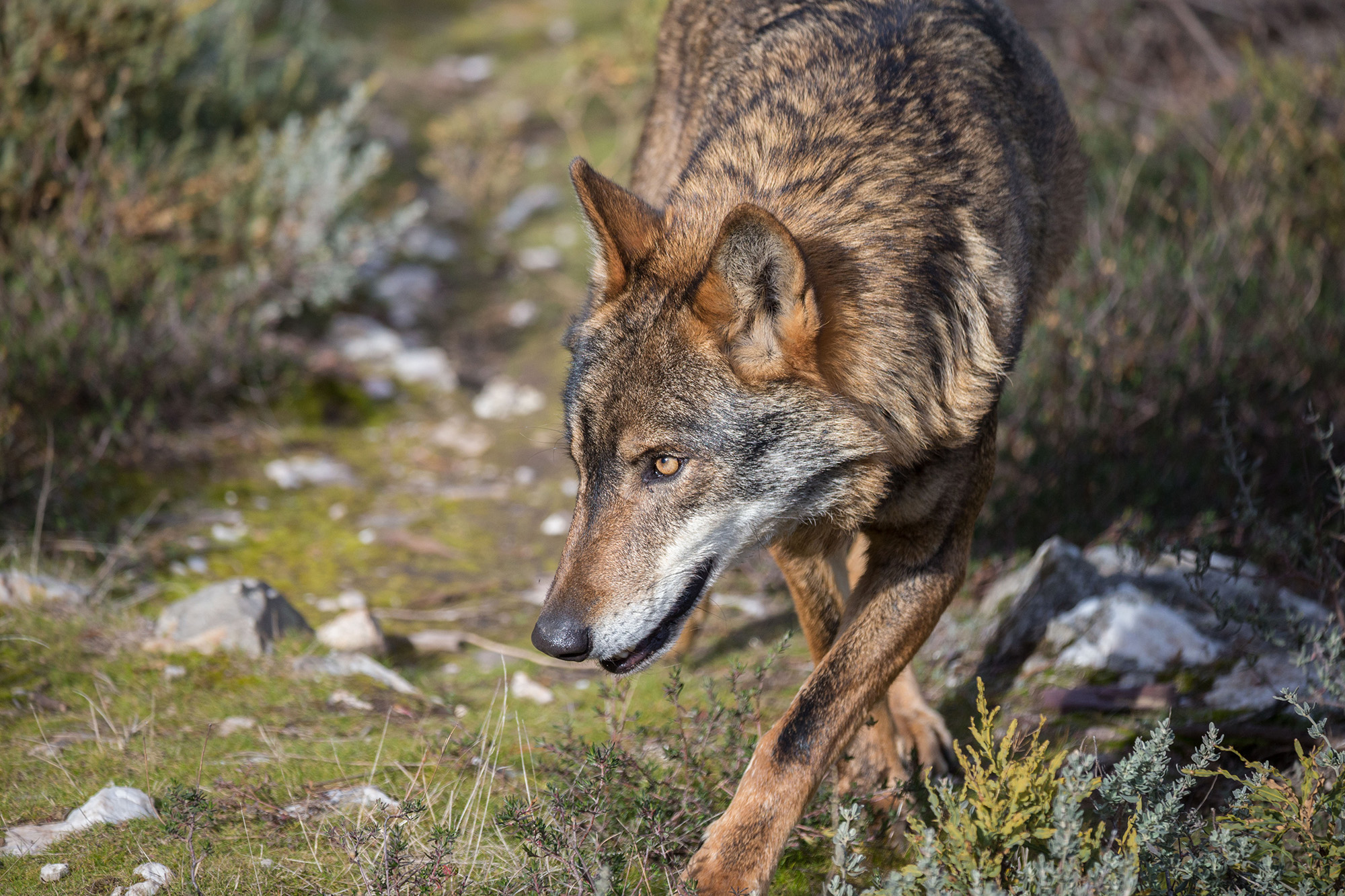 Novo projeto entre Portugal e Espanha vai criar condições para recuperar o lobo e lince ibéricos