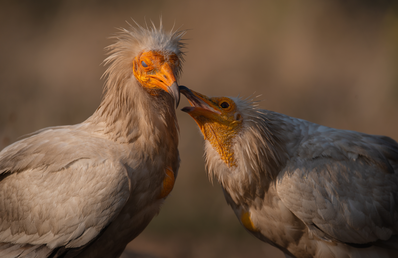 Já abriram as inscrições para o 4.º Rewilding Photo Contest