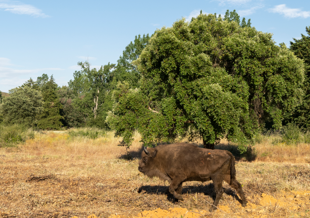 Castelo Branco recebe primeira manada de bisontes europeus em Portugal