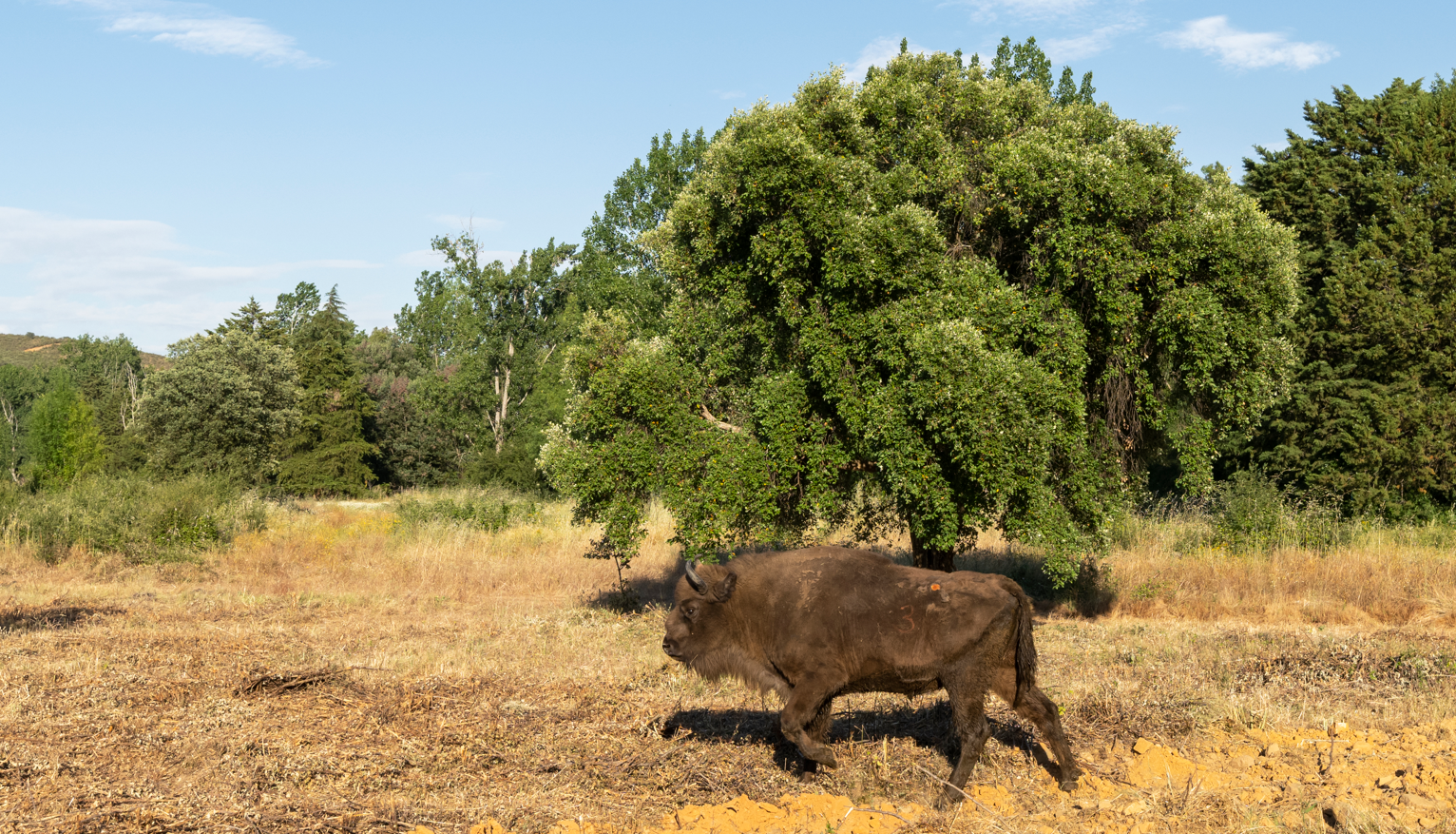 Castelo Branco recebe primeira manada de bisontes europeus em Portugal