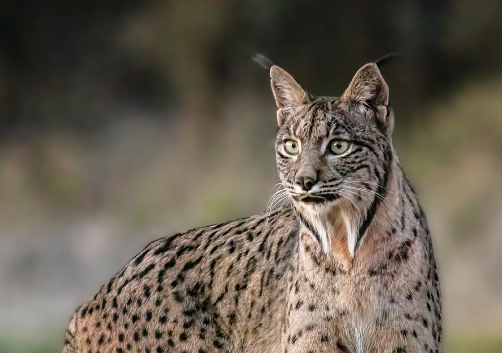 Lince ibérico passou de espécie “em risco” a “vulnerável”