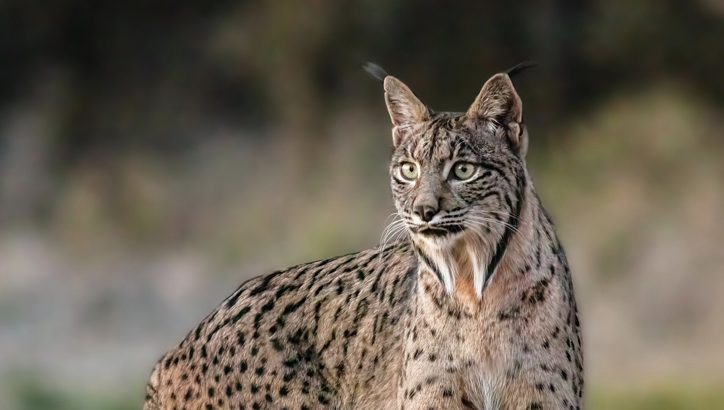 Lince ibérico passou de espécie “em risco” a “vulnerável”