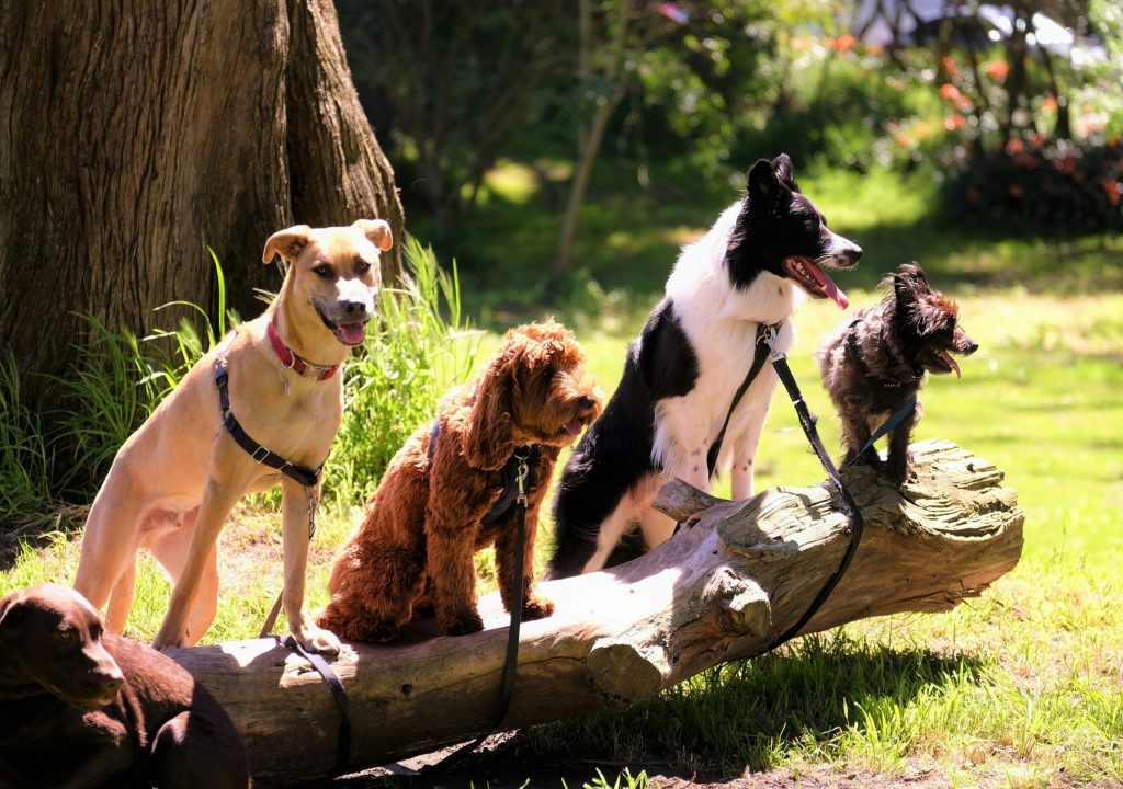 Países da União Europeia acordam negociar primeira lei de bem-estar de cães e gatos