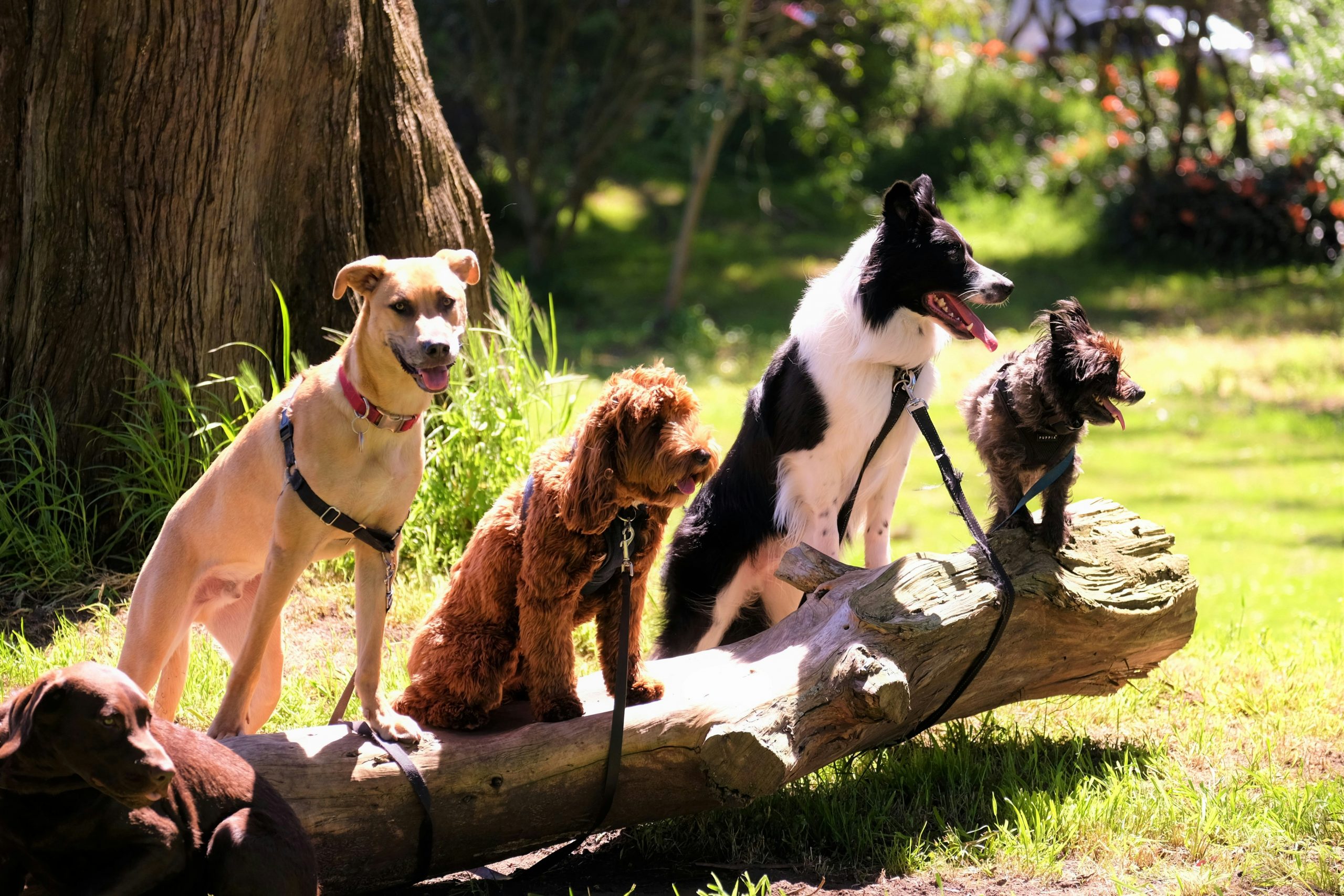 Países da União Europeia acordam negociar primeira lei de bem-estar de cães e gatos